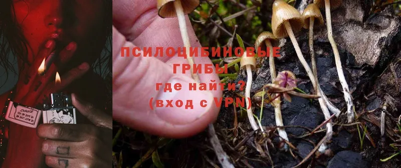 где продают   Новоаннинский  Псилоцибиновые грибы Psilocybine cubensis 